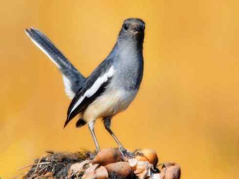 家禽驯化之源之二十五（绣眼鸟、鹊鸲四喜）