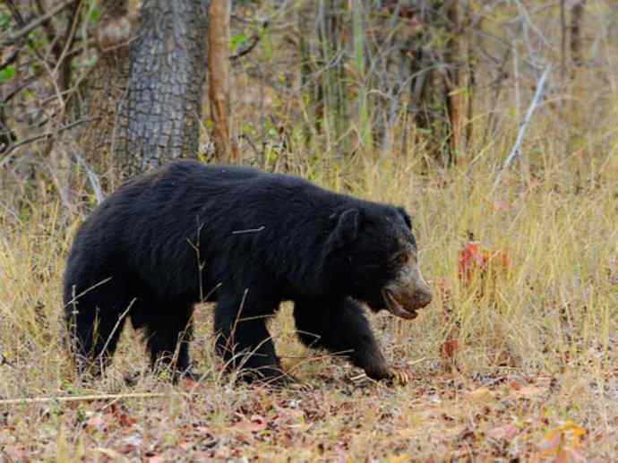 盘点十二大著名食蚁动物:懒熊 盘点十二大著名食蚁动物:懒熊