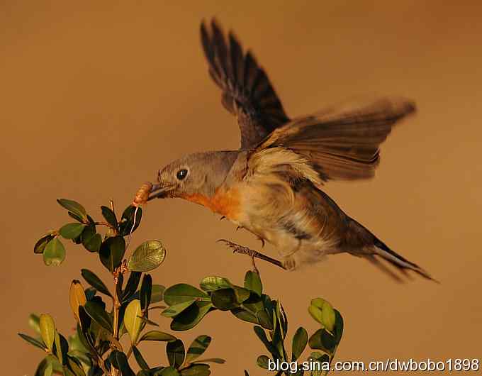 红胸姬鹟温暖的冬日