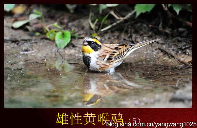 雄性黄喉鹀（5）