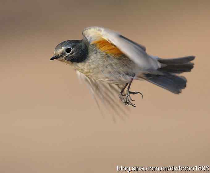 大卫携红胁GG飞版拜年