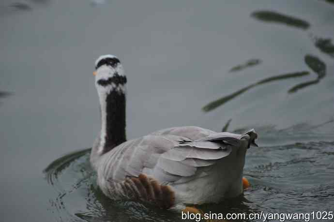 飞 wbr(雾拍水禽湖 wbr杂片) 飞 wbr(雾拍水禽湖 wbr杂片)