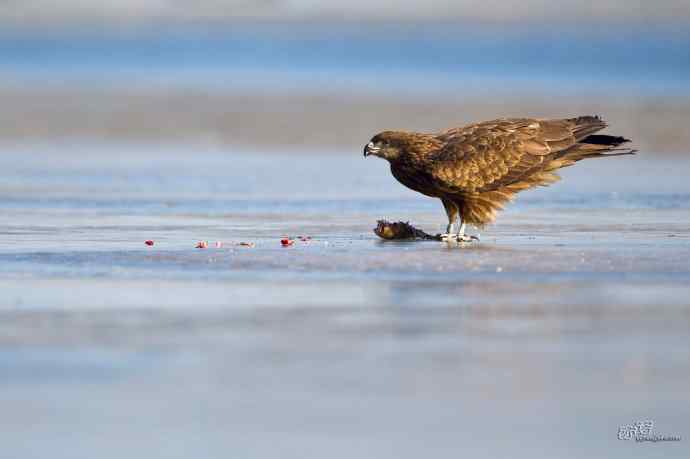 对黑耳鸢K07-012837的12次记录 对黑耳鸢K07-012837的12次记录