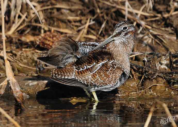 白河峡谷 wbr路 wbr孤沙锥(沐浴梳羽版) 白河峡谷 wbr路 wbr孤沙锥(沐浴梳羽版)