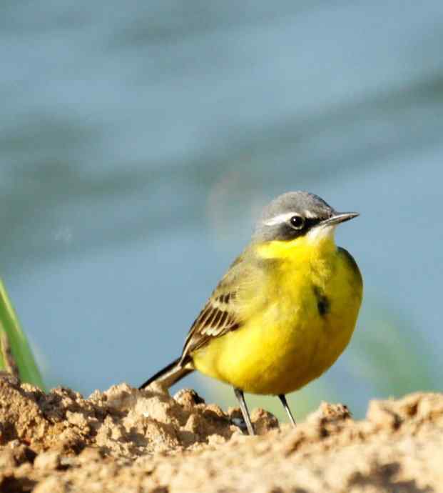 头一次打鸟就遇见了黄鹡鸰