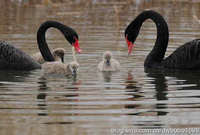 温情永驻 黑天鹅一家的幸福生活