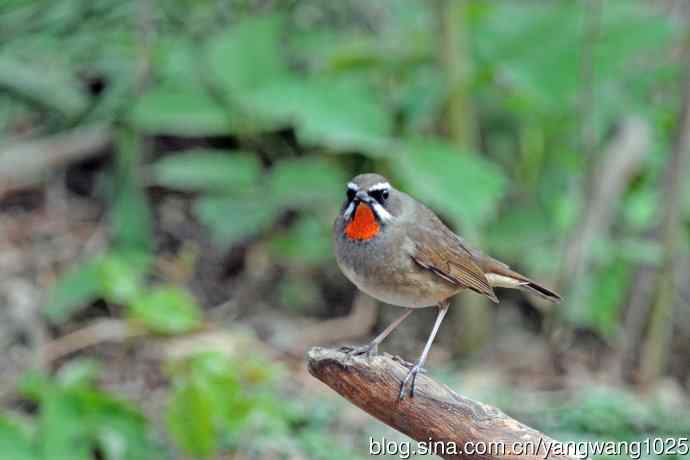 雄性红喉歌鸲（11）