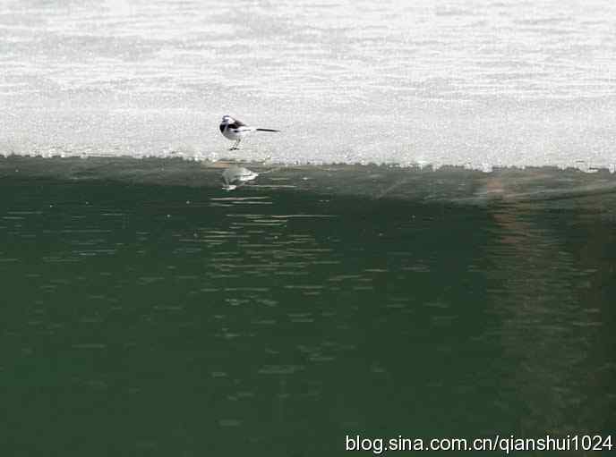生境鸟片.风景独好