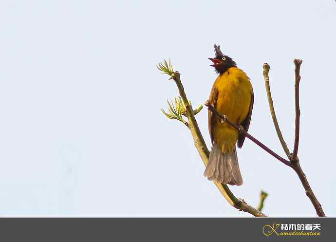 西双版纳拍鸟之一【实拍】