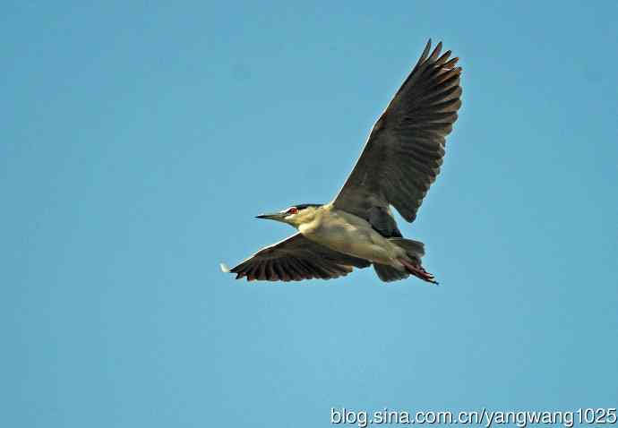 飞(夜鹭)57 飞(夜鹭)57