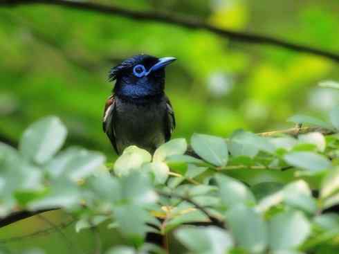 雀鸟也彪悍：霓裳飘舞（绶带）