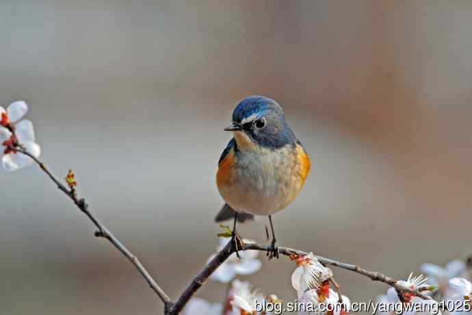 山桃花与雄性红胁蓝尾鸲