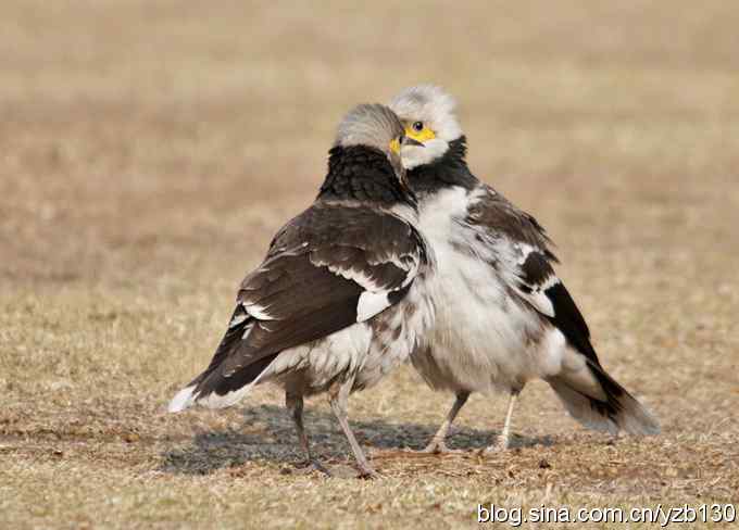 大年三十小夫妻吵架（组图）