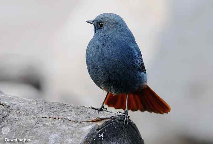 十渡几只鸟 十渡几只鸟