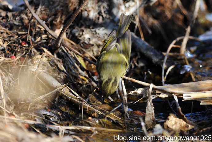 寻水喝的黄腰柳莺 寻水喝的黄腰柳莺