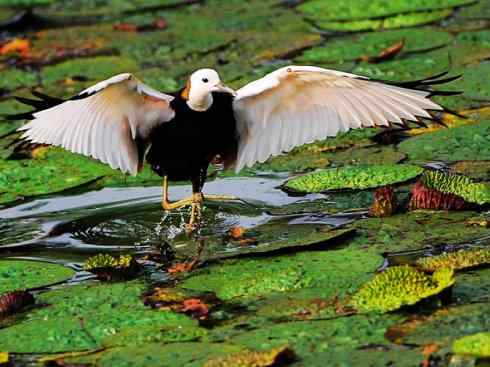 白头鸟系列：另类的美丽7（鸻鹬）