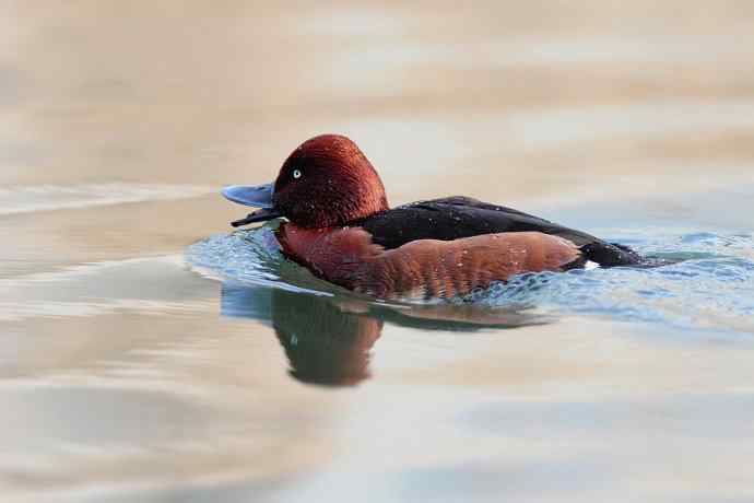 稻香湖的潜鸭☆