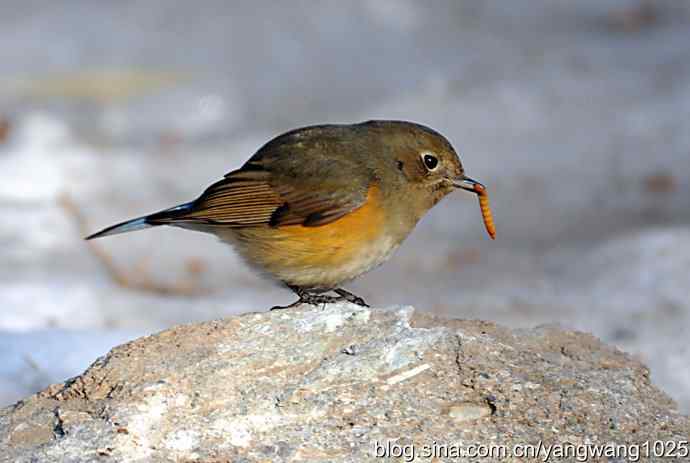 红肋蓝尾鸲（雌性）1