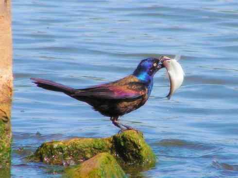 雀鸟也彪悍:小鸟也疯狂(红翅黑鹂) 雀鸟也彪悍:小鸟也疯狂(红翅黑鹂——拟鹂科的战斗种族)