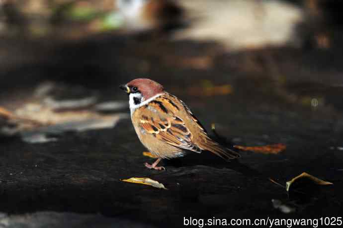 杂片（立冬所获）