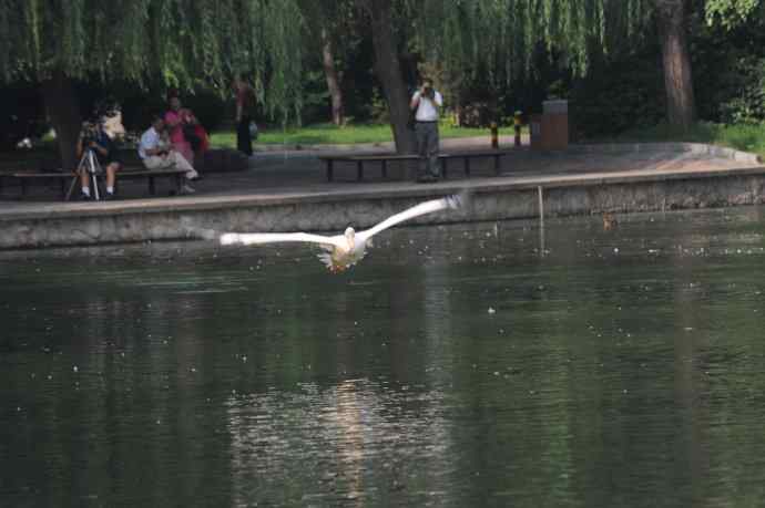 再拍大鹈鹕 wbr wbr4