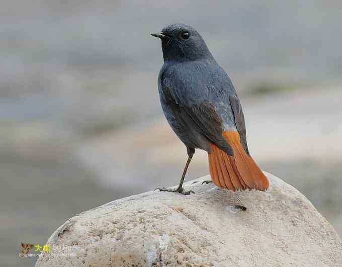 父爱如山：实拍红尾水鸲和它的四个宝宝们