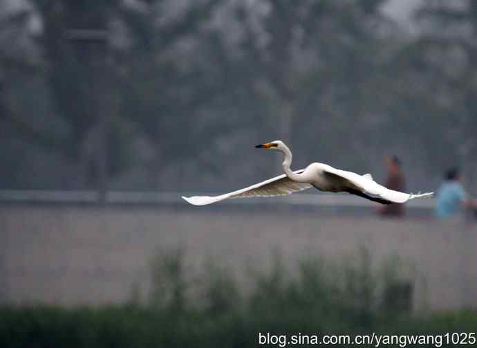 飞（白鹭）3