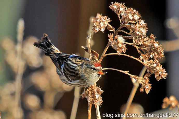 白腰朱顶雀(1) 白腰朱顶雀(1)