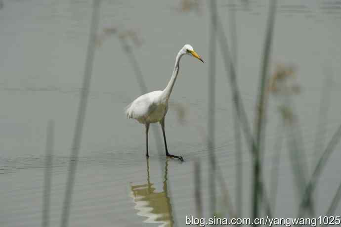 奥林匹克公园白鹭飞 wbr4