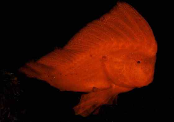 漂亮的罕见的“印第安鱼”  丑鲉