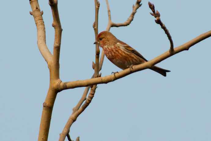 【新鸟】朱雀迎春