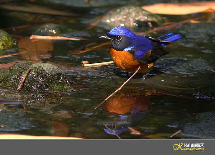 棕腹仙鹟的沐浴秀【实拍】