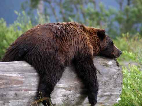十大喜食蜂蜜动物:棕熊 十大喜食蜂蜜动物:棕熊
