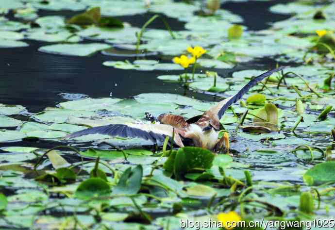 捕鱼的黄苇鳽（记实）3