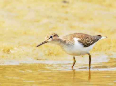 自然奇观：动物大迁徙(涉禽)