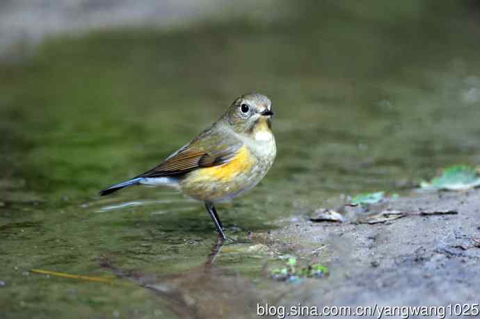 雌性红胁蓝尾鸲（56）