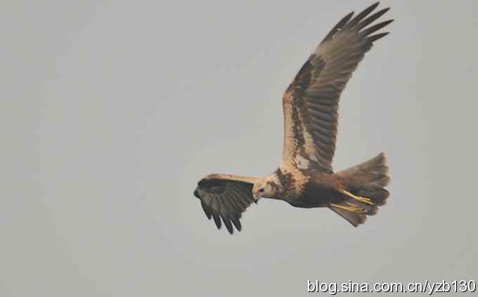 群英会与千里走单骑（组图）