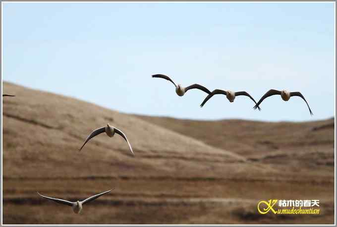 飞翔的鸟【照片】