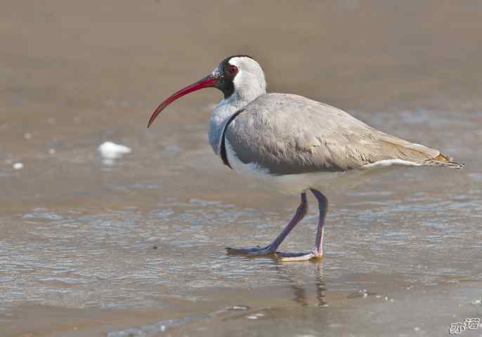 又见鹮(huán wbr)嘴鹬(yù) 又见鹮(huán wbr)嘴鹬(yù)