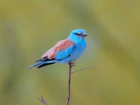 绝色攀禽：佛法僧目