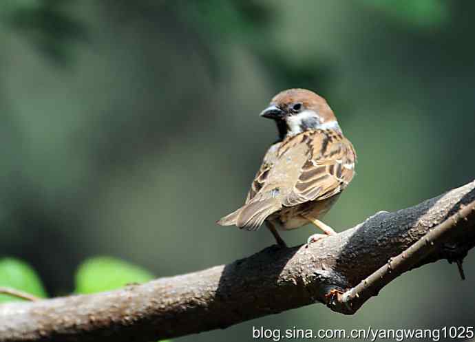 北京天坛公园的鸟类——麻雀