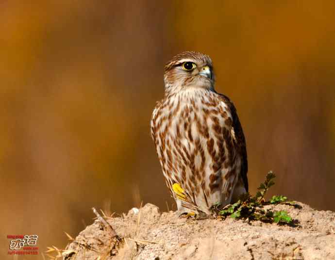 官厅水库 wbr路 wbr灵动的灰背隼 官厅水库 wbr路 wbr灵动的灰背隼