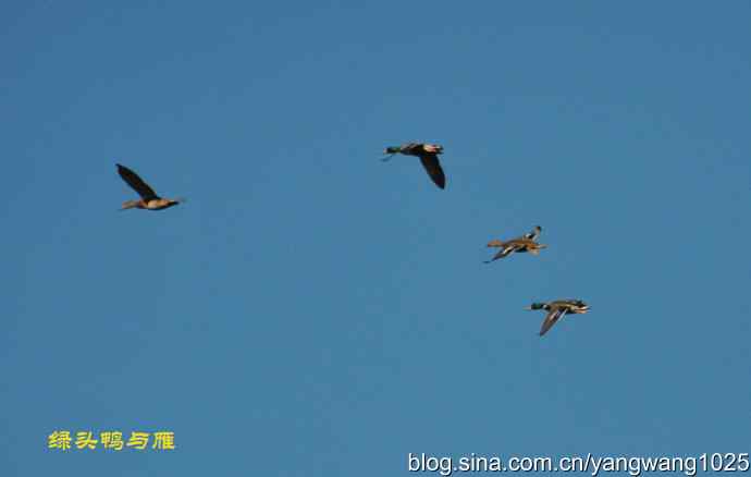 飞 wbr（雁） wbr1