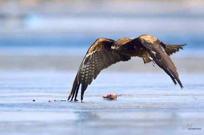 对黑耳鸢K07-012837的12次记录 对黑耳鸢K07-012837的12次记录