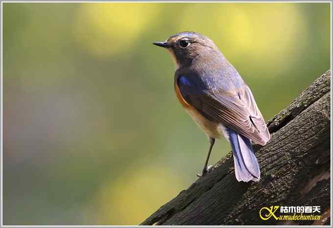 鸟上枝头【照片】 鸟上枝头【照片】