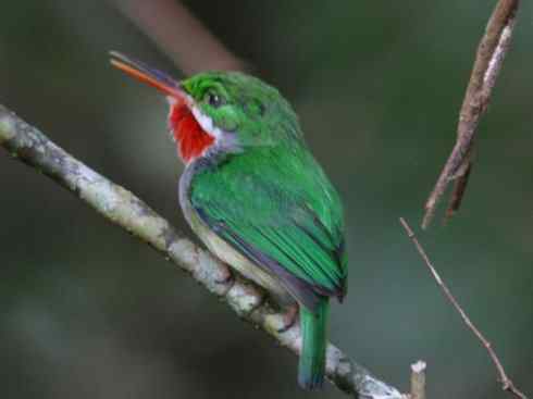 绝色攀禽：佛法僧目之短尾鴗