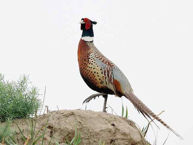 衡水湖印象(环颈雉)