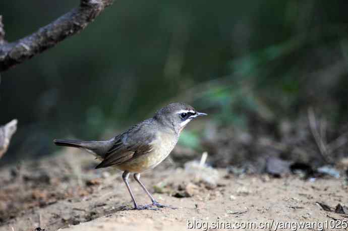 红喉歌鸲（17）
