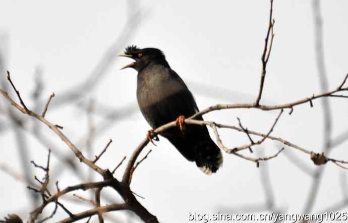 谁爱吃柿子？（八哥）