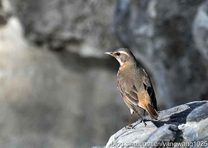 自然和谐的日坛公园（斑鸫）